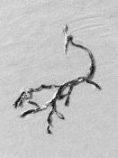 blaaswier (fucus vesiculosus) 9-2014 4078-